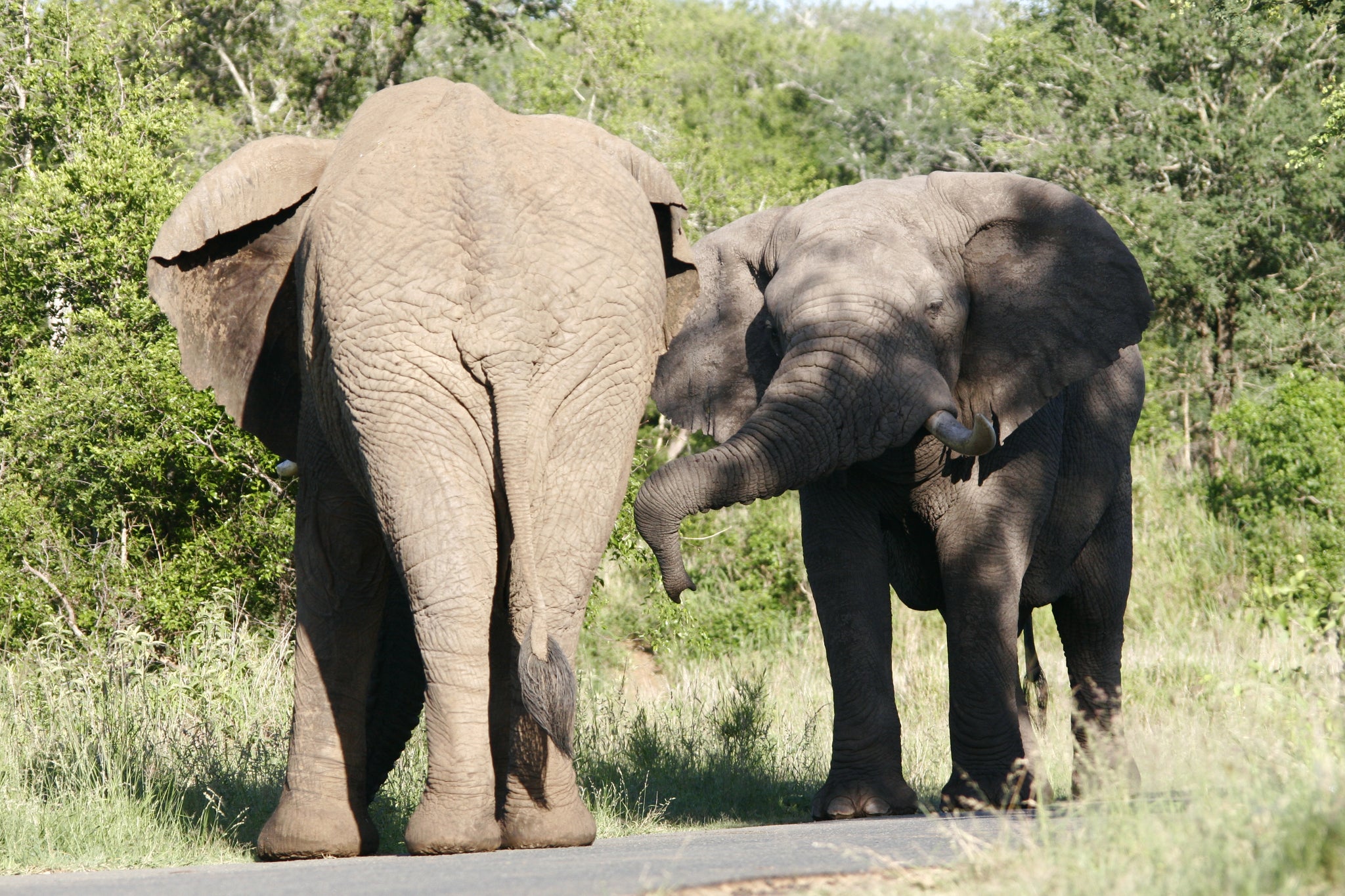 Are elephant hair bracelets humane?